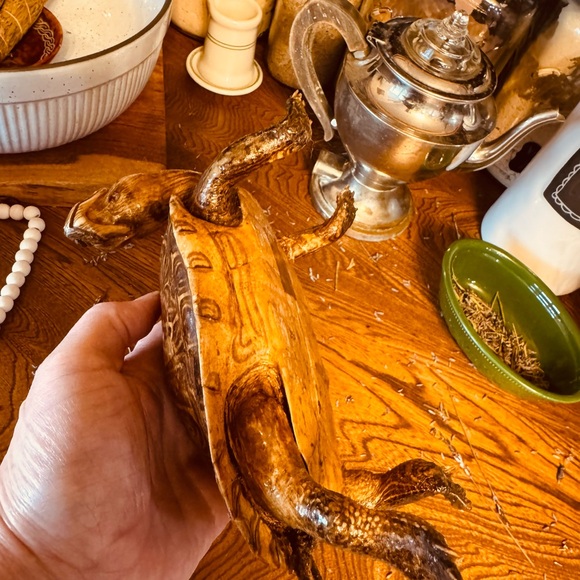 VTG Taxidermy Turtle Made in Mexico, great display piece - Picture 8 of 12